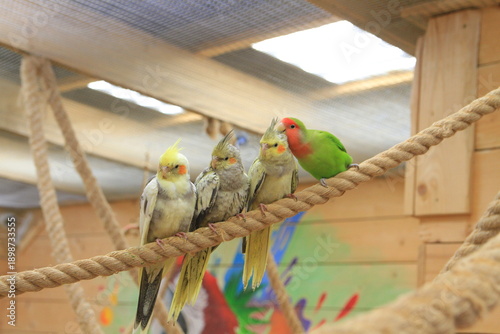 a lovebird parrot is cleaning the feathers of a corella parrot while the other parrots are waiting their turn