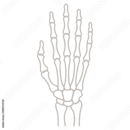Human Skeleton Hand Vector Illustration - Spooky Halloween Bone Gesture for Rock Music, Anatomy, and Horror Design.