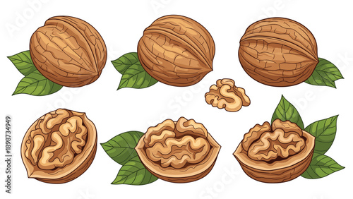 Hand drawn walnuts including whole shells with green leaves and cracked nuts showing kernels for natural food and nutrition theme.