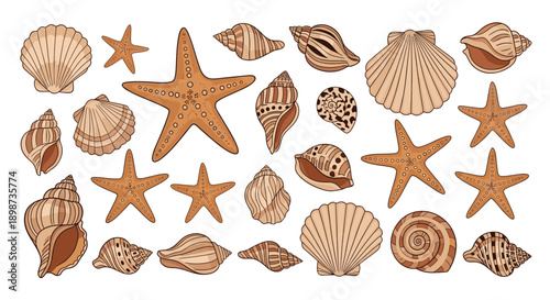 Large collection of diverse seashells and starfish in various shapes, sizes, and brown color tones for coastal design.