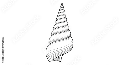 Detailed black and white engraving style illustration shows a spiral seashell with intricate lines and textures on a white background.