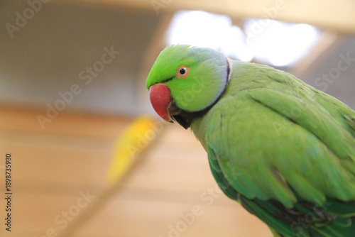 The male parrot looks at the photographer