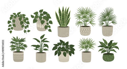 Extensive collection of diverse indoor houseplants in decorative ceramic pots including palms, ferns, and trailing ivy vines.