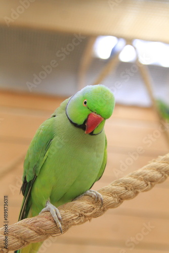 A curious parrot looks at the photographer