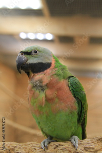 A rose-breasted parakeet looks at the camera