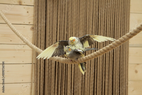 Corella parrots mate during the mating season