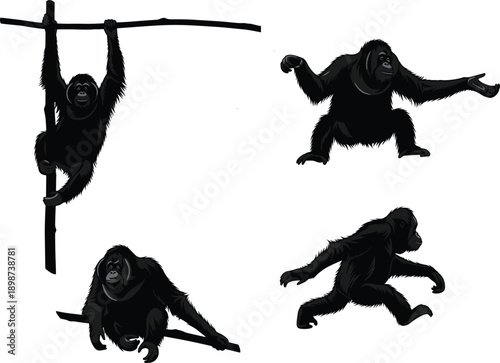Four Black Orangutans Poses Hanging Sitting Running and Reaching primate monkey animal