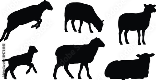 Six black sheep silhouettes in various poses on white background lamb