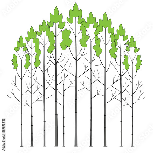 aspen tree with leaves