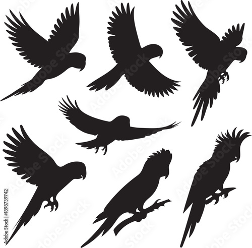 Parrots silhouette vector set.