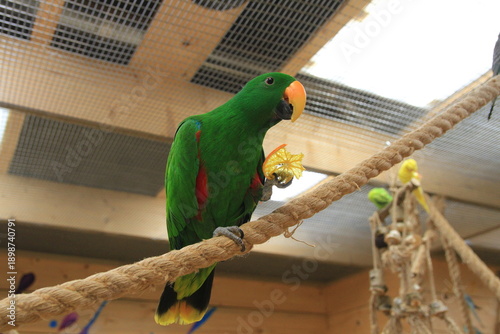 Eclectus parrot eating an orange