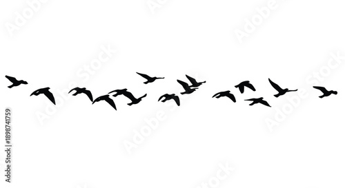 A flock of black birds in flight against a white background