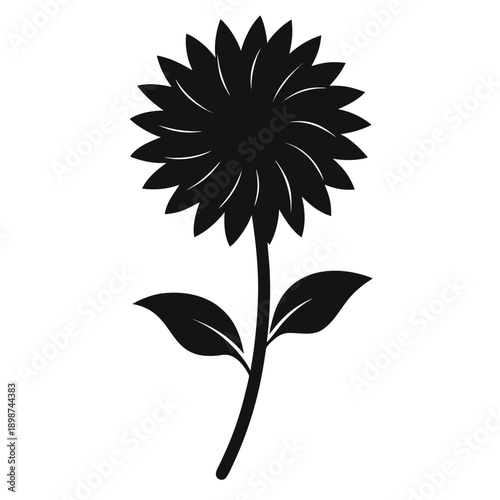 aster silhouette on white background