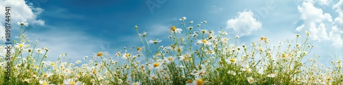 A lush field of daisies in full bloom stretches beneath a radiant blue sky. Bright chamomile flowers and soft clouds evoke the freshness of a vibrant summer meadow.
