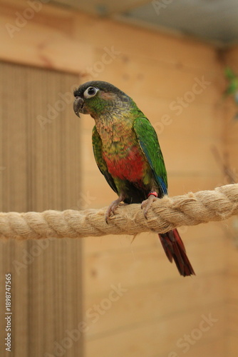 A Perura parrot sits on a rope