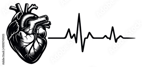 Engraving style line art illustration of a human anatomical heart and a heartbeat line depicting vital life functions for medical and health concepts