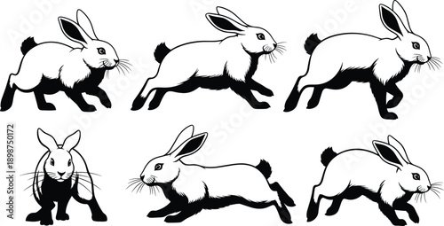 Six black and white rabbits in various running poses bunny hare animal wildlife