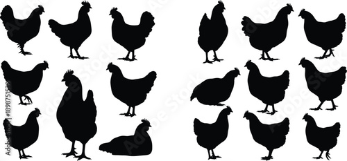 A diverse group of chickens illustrated in various poses and stances