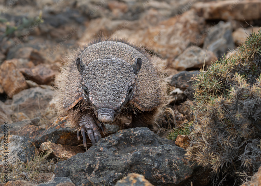 Obraz premium Armadillo, mulita o peludo, mamífero cavador