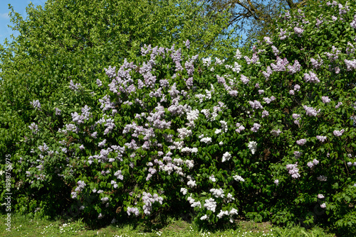 Wallpaper Mural A lush lilac bush showcases its vibrant purple flowers, surrounded by green foliage. Torontodigital.ca