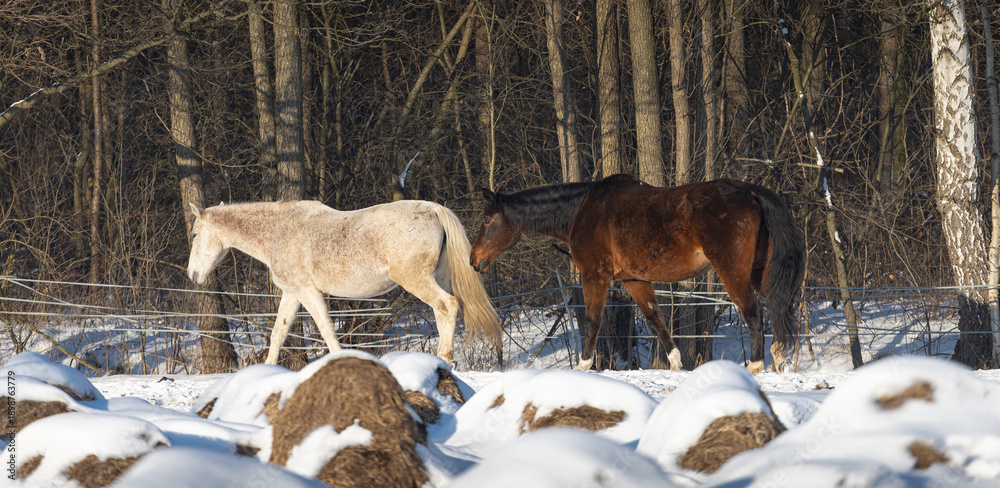 custom made wallpaper toronto digitalA white and bay horse on the move in a winter pasture. Hay covered in snow.