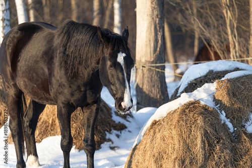 Wallpaper Mural A black horse in winter. Against the backdrop of a forest. Hay under the snow. Torontodigital.ca