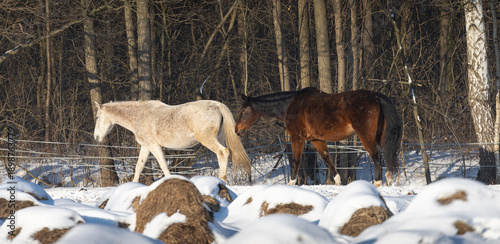 Wallpaper Mural A white and bay horse on the move in a winter pasture. Hay covered in snow. Torontodigital.ca