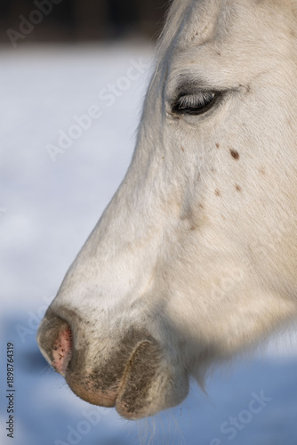 Wallpaper Mural A close-up of the head of a beautiful white Arabian horse. A calm, closed eye, relaxed, stress-free, calm. The background is horse emotions. Torontodigital.ca