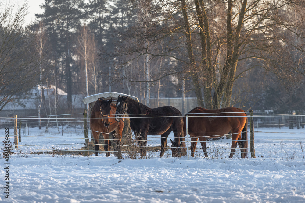 custom made wallpaper toronto digitalA herd of bay horses against a background of trees on a snowy winter evening
