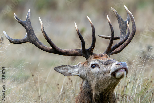 Billede på lærred Red deer.