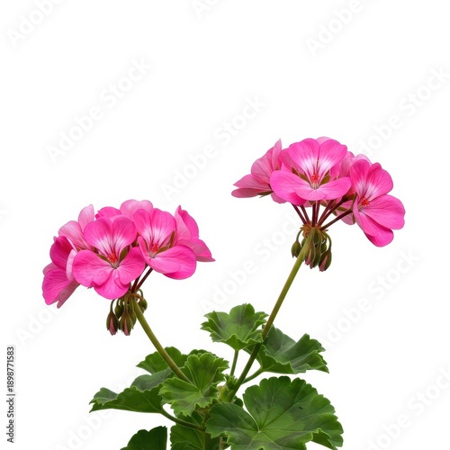 Vibrant pink geranium blossoms and lush green foliage isolated on a clean white background, perfect for design uses, flora, petal, spring