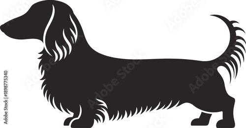 Black silhouette of a long haired dachshund dog