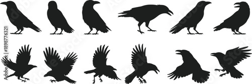Black silhouettes of crows in various poses birds 1