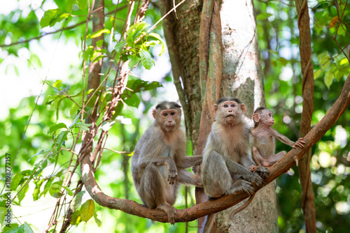 Photos Barbary macaque ape, rhesus monkey family with baby on tropical jungle tree, Ind