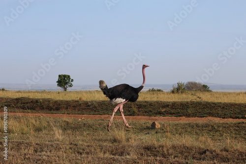 Ostrich walking in African savanna, Maasai Mara, Kenya