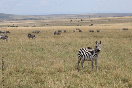Photography Plains zebra standing in Masai Mara savannah landscape, Kenya safari wildlife sc