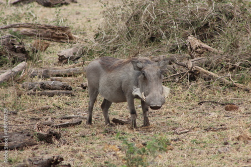 Tableau sur toile Warthog standing in Amboseli bushland, Kenya safari wild pig in natural habitat