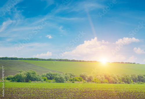Peaceful rural panorama showing sprouting corn plants cultivated field bordered by foliage horizon hill golden dawn light vibrant blue sky white clouds