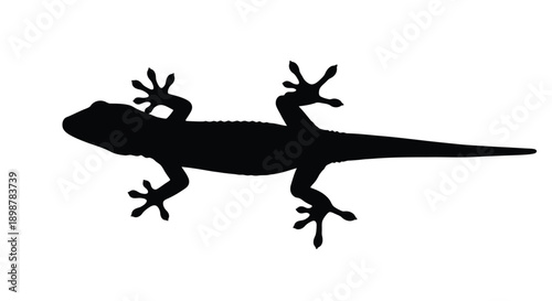 Silhouette of a lizard in profile showcasing its body and limbs