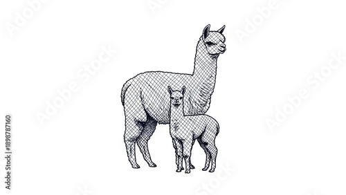 A Cross-Hatch Shading Silhouette of an Alpaca and Cria from Andean Foothills