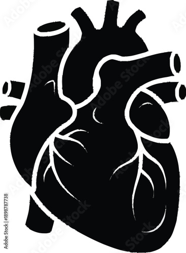 Detailed human heart with visible arteries and veins anatomical medical organ graphic vector