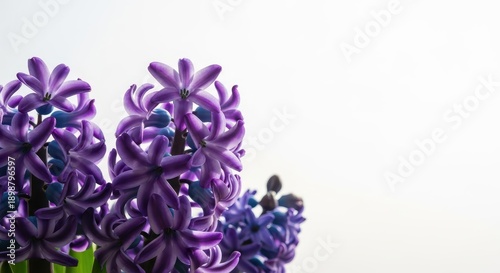 A fragrant cluster of purple and blue hyacinth blossoms blooming in spring sunlight, showcasing delicate petals and vibrant color, hyacinth, pastel, violet