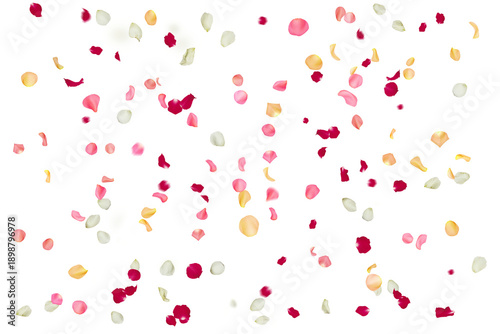 A vibrant display of colorful rose petals scattered on a transparent background