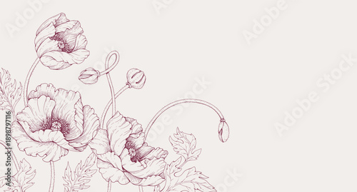 Canvastavla Poppy flowers background