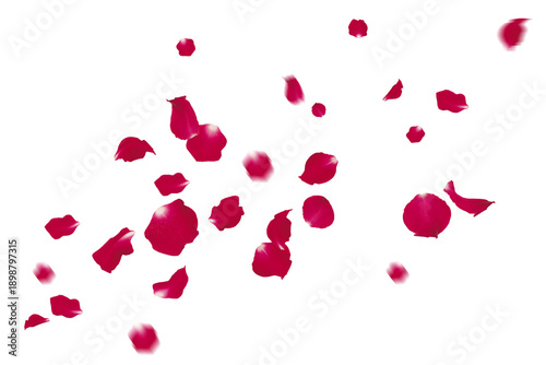 A beautiful collection of rose petals floating in the air transparent background