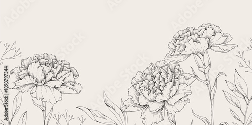 Spring background with carnation flowers and brunch. Spring detailed hand drawn illustration for Mothers day, wedding invitation and line art