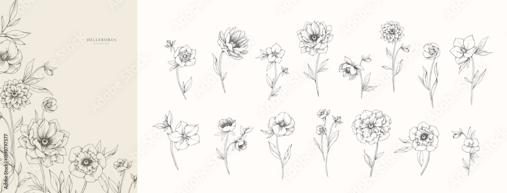 Fototapeta premium Set of hellebore flowers, leaves and brunch. Detailed hand drawn ink illustration floral elements for invitation, wallpaper art