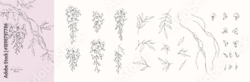 Set of wisteria blooming, flowers and brunch. Spring Detailed background with botanic floral elements for Valentines day invitation, wallpaper art or save the date