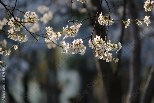 Canvas Print Cherry Blossoms in Shanghai Century Park