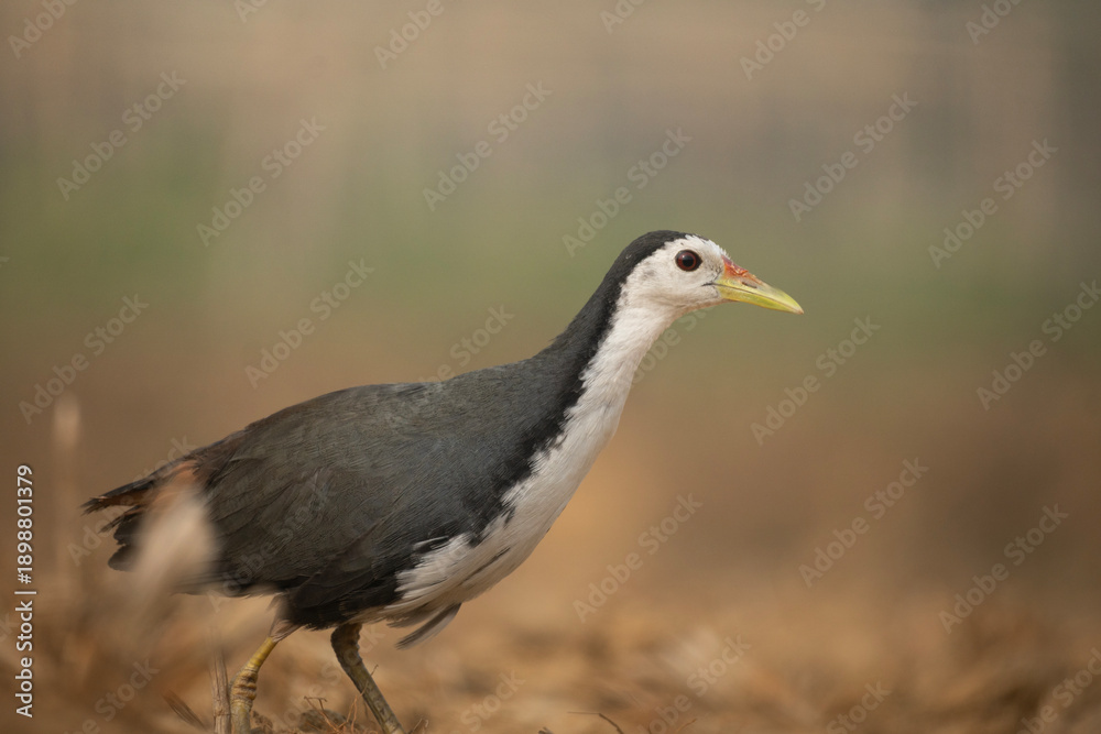 Fototapeta premium A white-breasted waterhen (Amaurornis phoenicurus).